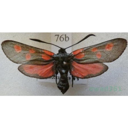 Zygaena trifolii (Esper, 1783) Kraśnik pięcioplamek Czech76b